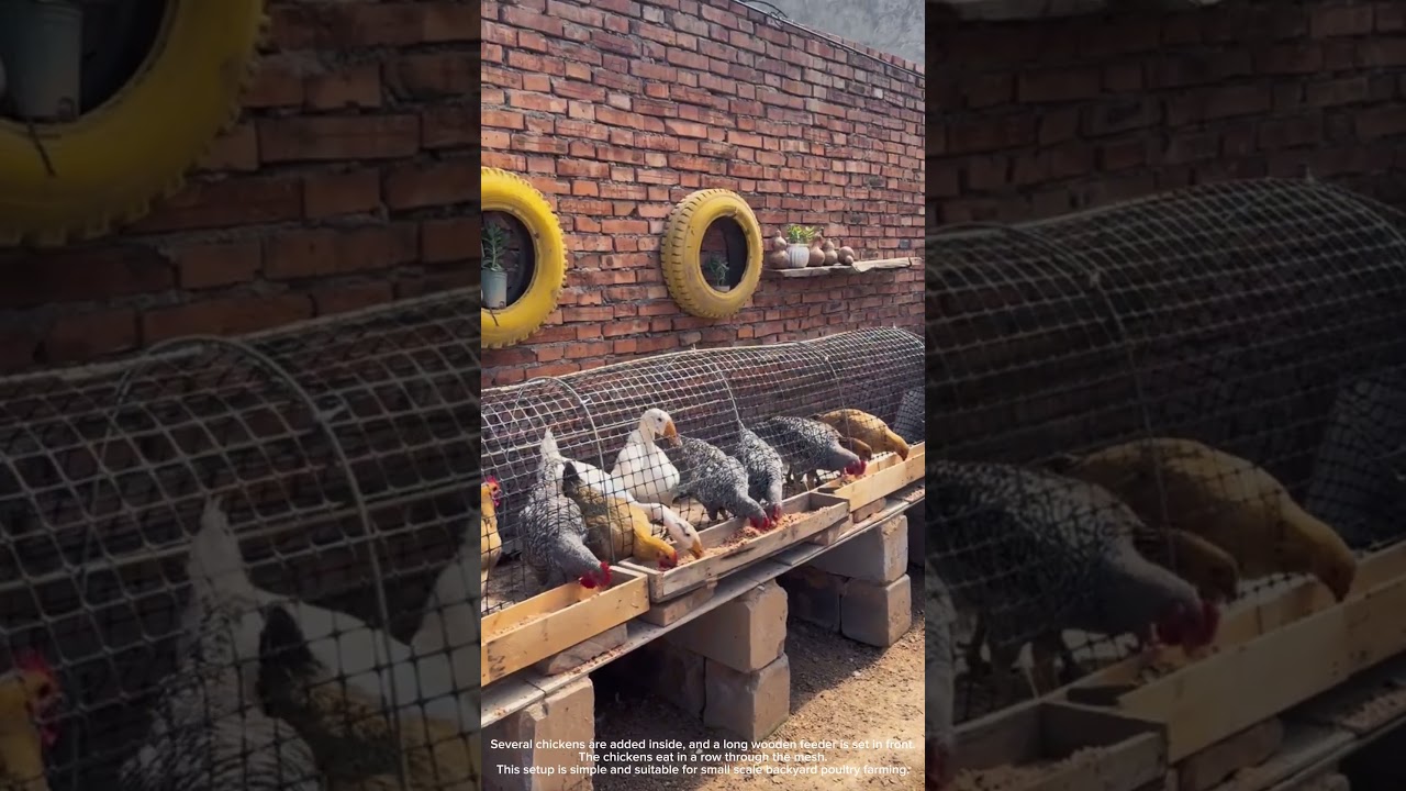 Simple Chicken Cage from Wire Mesh