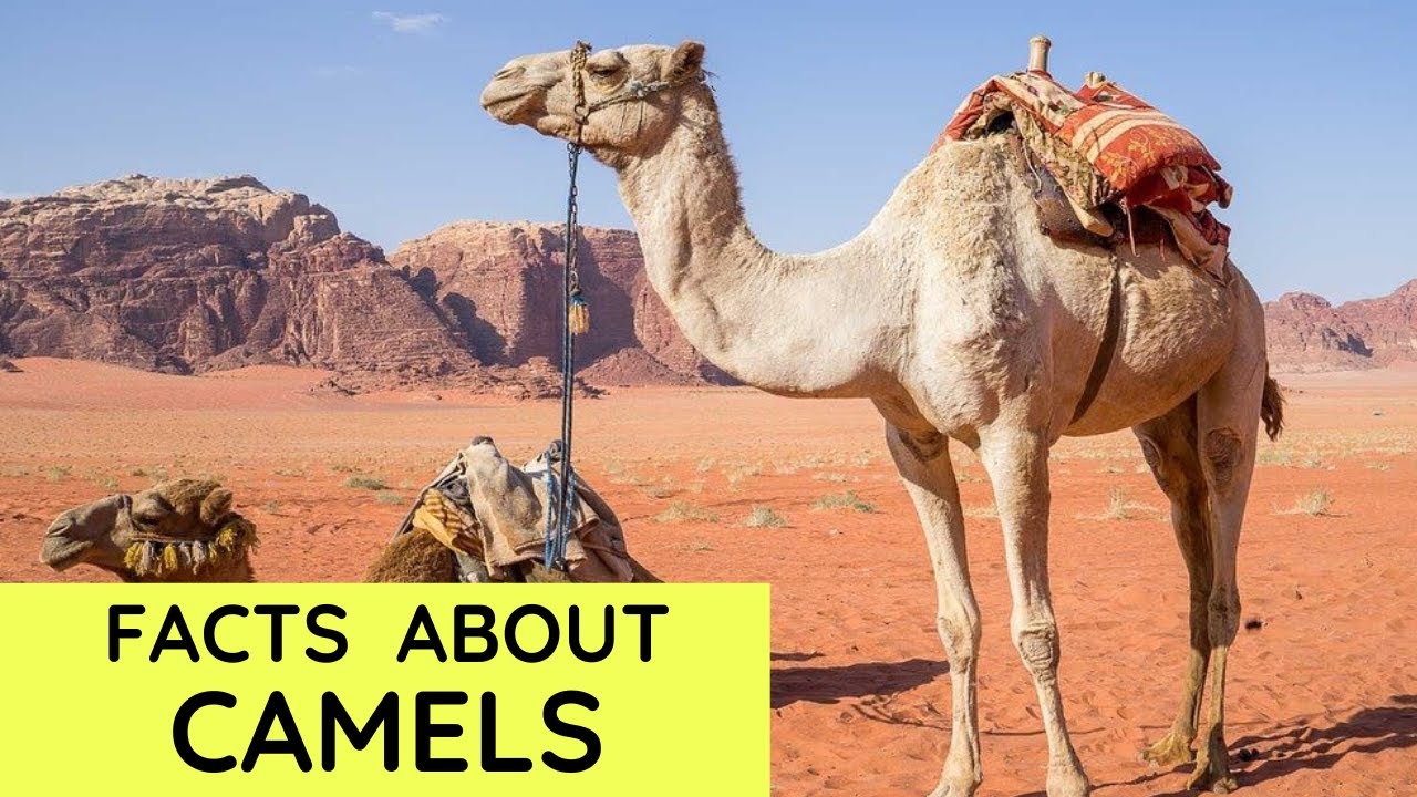 Camel Facts for Kids | Interesting Amazing Facts about Camels for Children