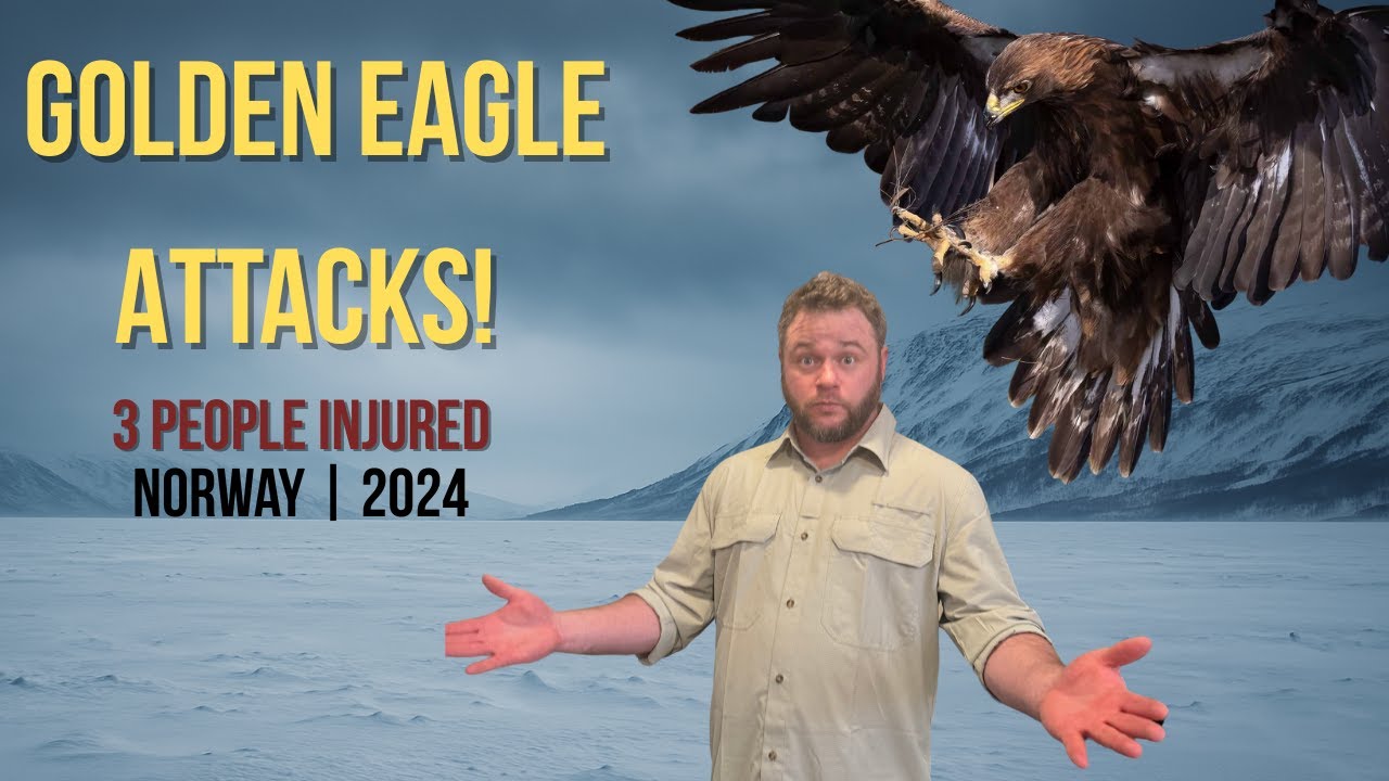 Golden Eagle Attacks Family & Hikers | 2024 Incident in Norway