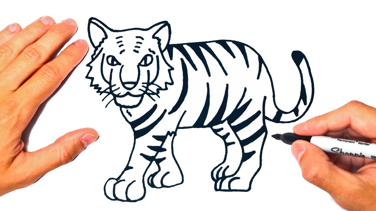 Cómo dibujar un Tigre fácil | Dibujo de Tigre