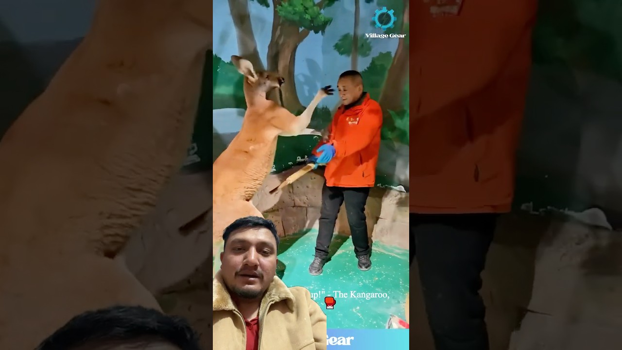 कंगारुसँग मान्छे जिस्किँदै झगडा गर्दै😮 Last funny 