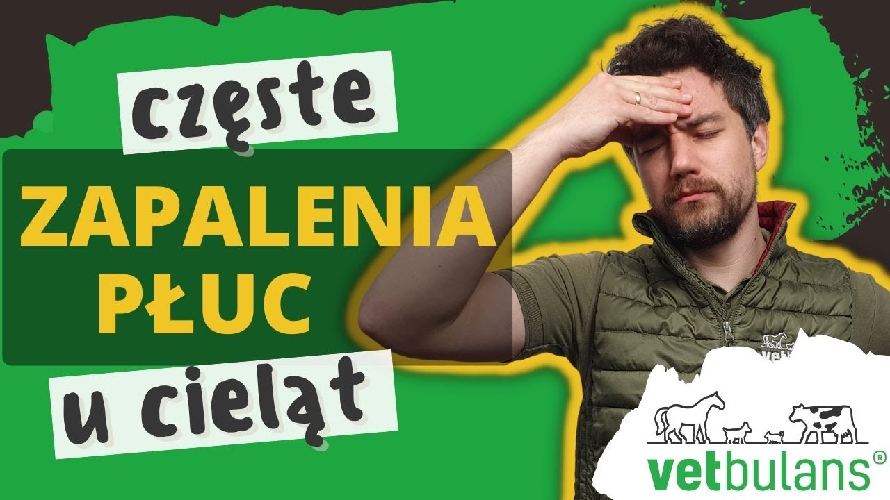 Częste zapalenia płuc u cieląt? 🐄 | To może być przyczyną! | BRDC lekarz weterynarii wyjaśnia 👨‍⚕️