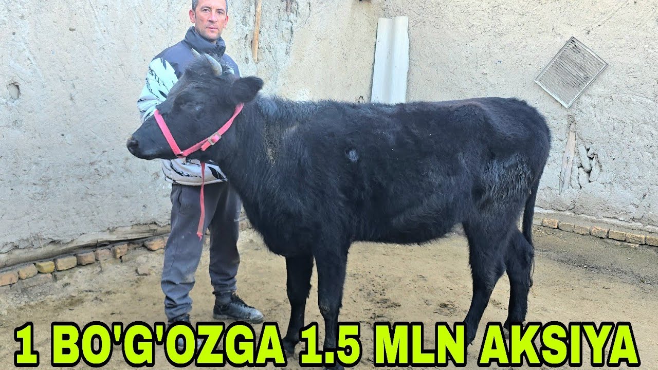 O'ktam akadan yangi partiya bo'g'oz va ona bola sigirlar.20 февраля 2026 г.