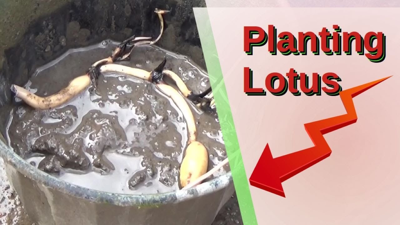 How To Plant Lotus Root 4-5-2022