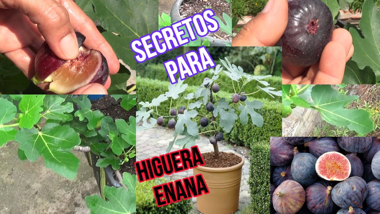 COMO TENER HIGO  ENANO PASO A PASO // 4 SECRETOS REVELADOS.