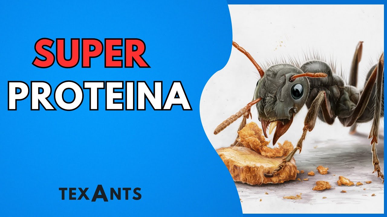 🚩SUPER PROTEINA casera (Receta PASO a PASO) Como empezar una colonia de hormigas.