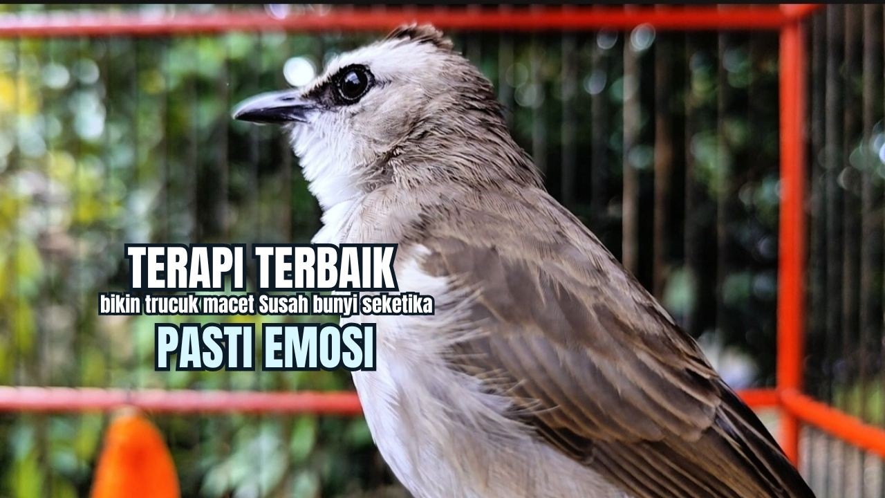 TRUCUKAN GACOR TARUNG ROPEL PANJANG Pancingan trucukan Agar Bunyi Jadikan Burung Trucuk Gacor Nyaut