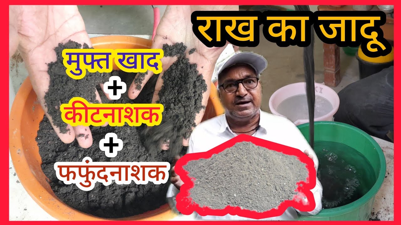 पौधों में राख का इस्तेमाल।मुफ्त का खाद कीटनाशक औऱ fungicide