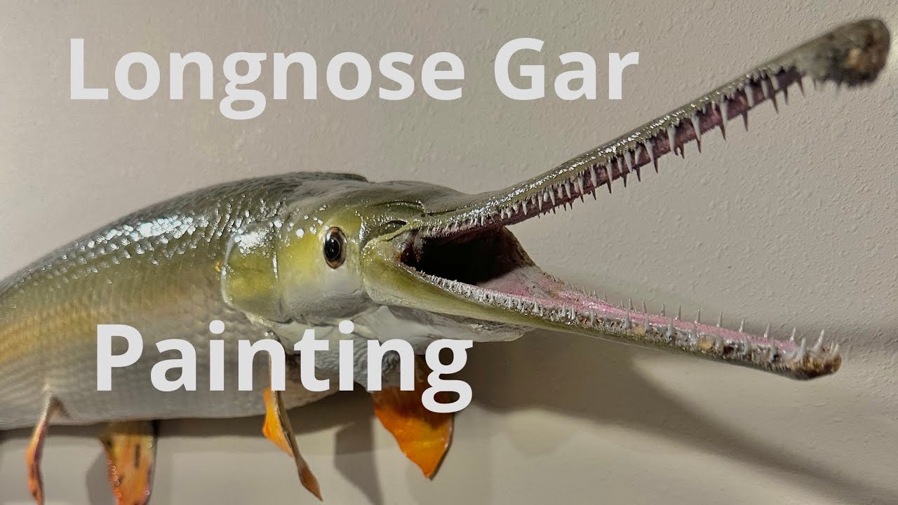 How to Paint a Longnose Gar—— Longnose Gar Taxidermy