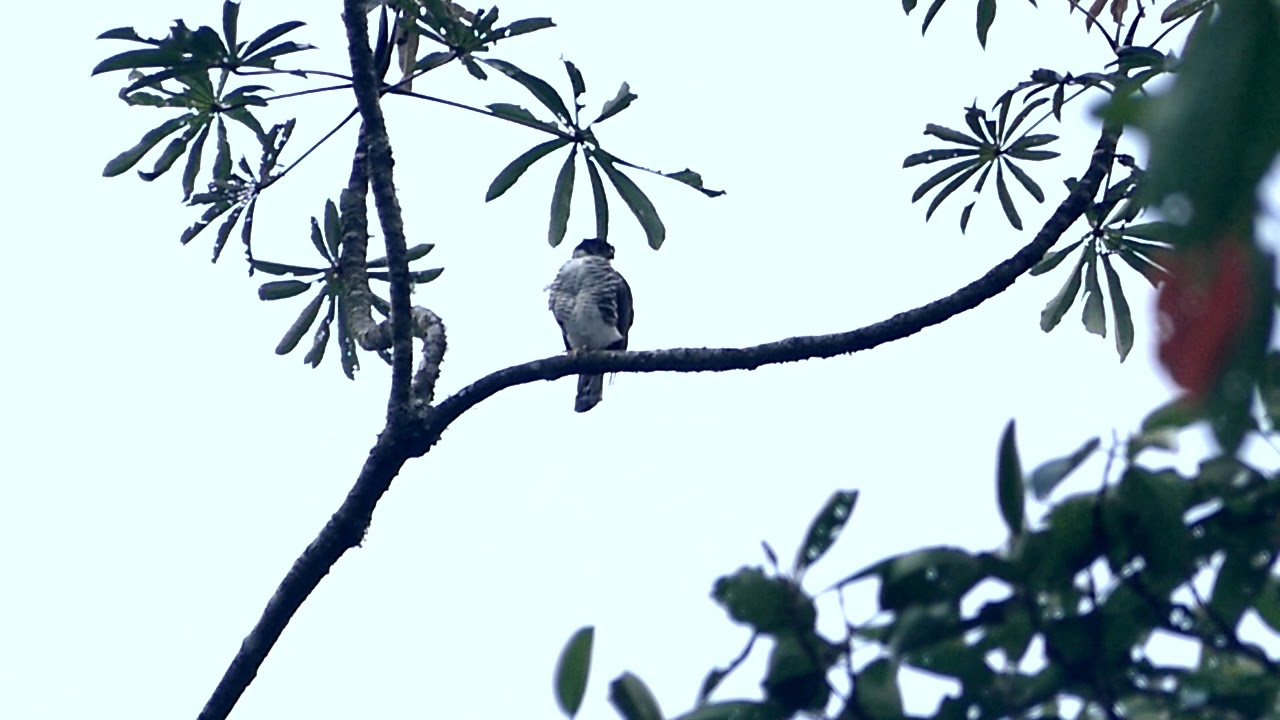 HBT - Accipiter collaris - Semicollared Hawk