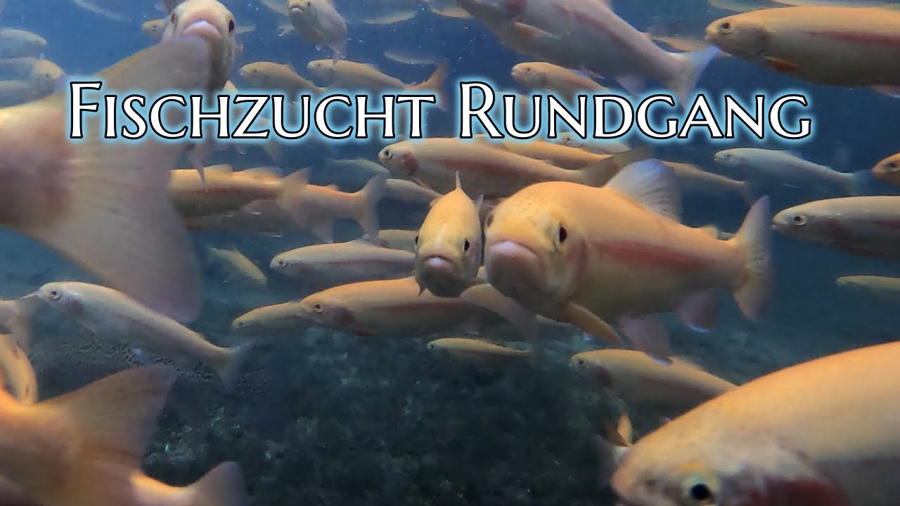 Fischzucht Rundgang