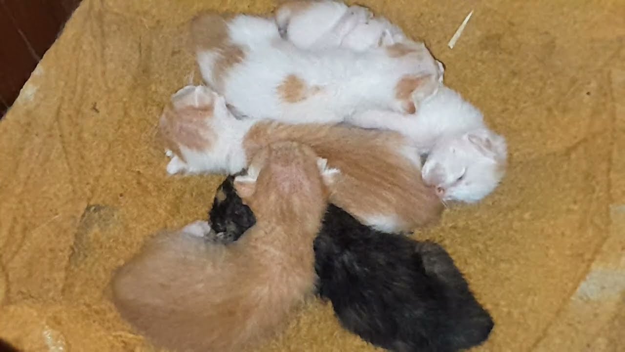 It's looking so cute the newborn baby kittens are sleeping well 
