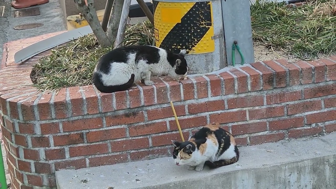 빈집이 많은 곳에 노숙 길고양이