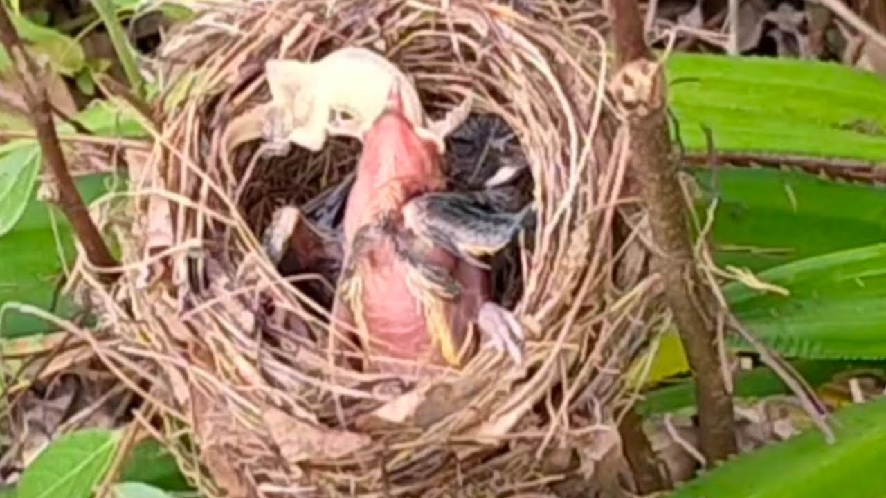 baby birds eat live geckos