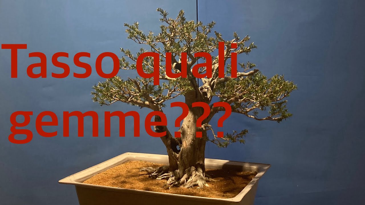 Quali gemme lasciare?