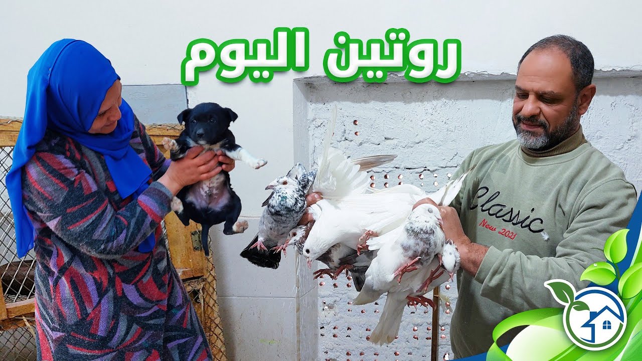 مفاجأة عند الدجاج الهندى تخيلوا الكلب مرعوب من البسه وجراء صغيره فى الشارع