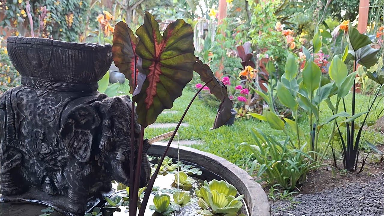 Colocasia Redemption 
