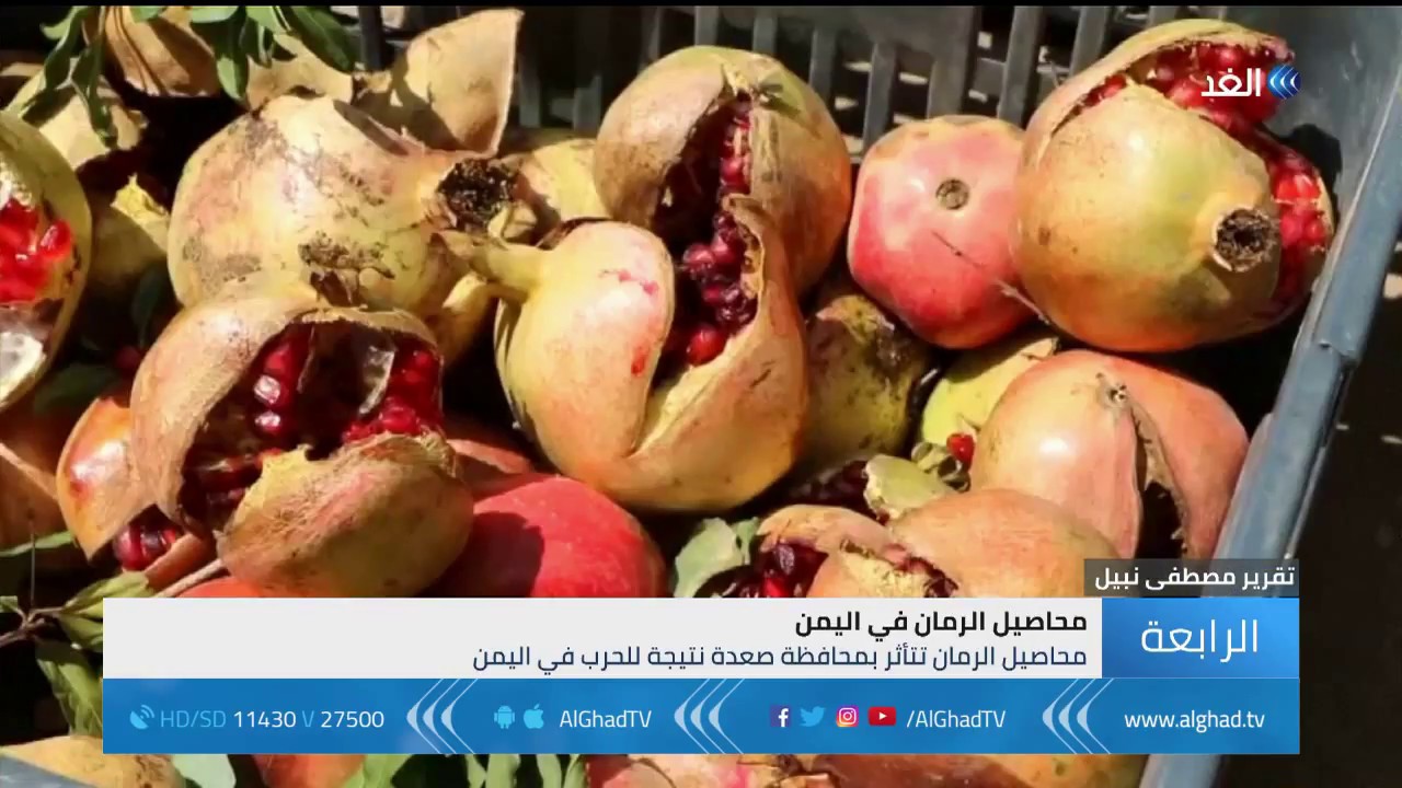 تقرير | اليمن.. الحرب تفاقم معاناة مزارعي الرمان في صعدة