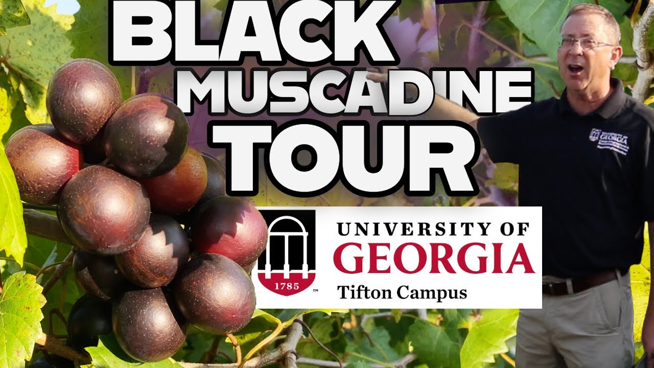 Muscadine Tour - Black Muscadine Varieties - UGA Tifton Pt 2 - EP 224
