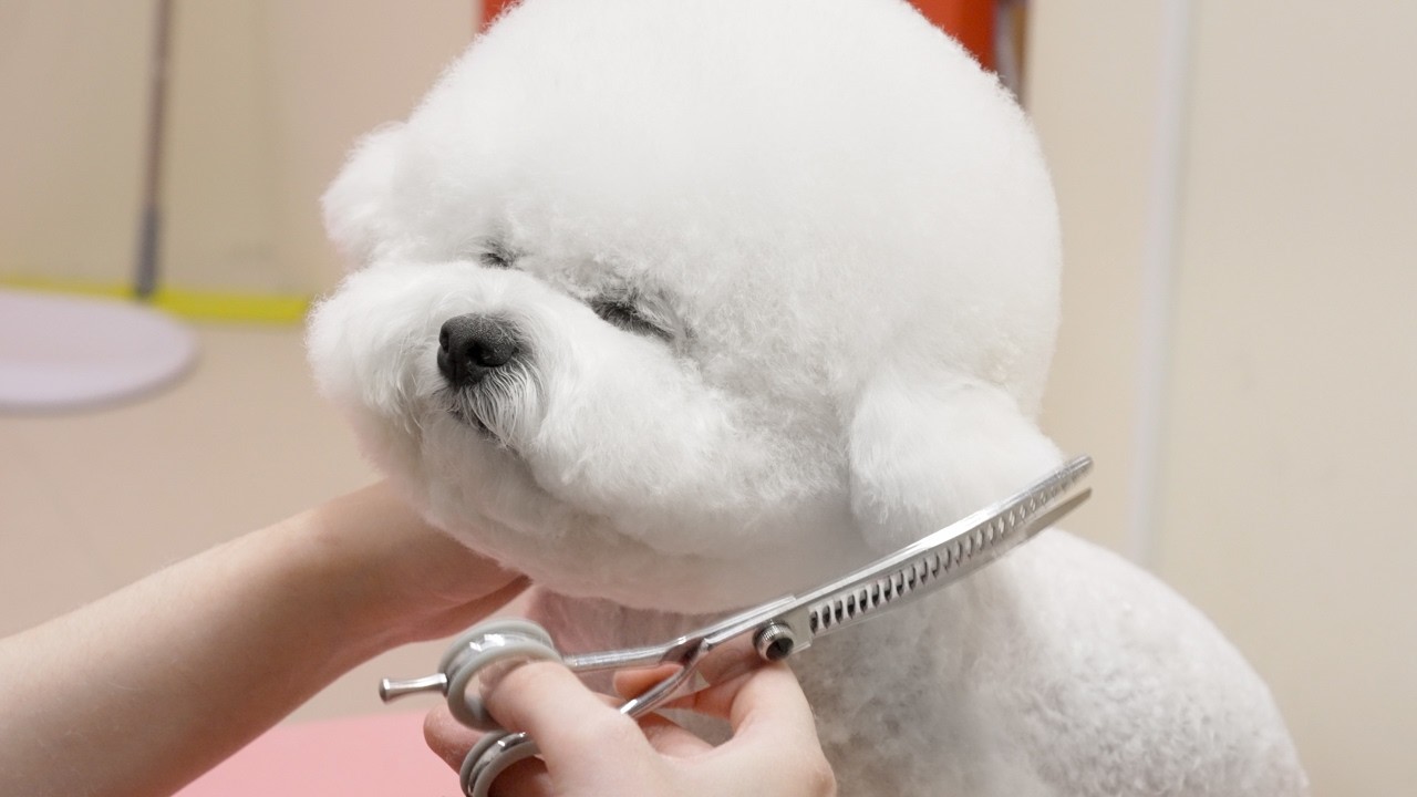 Process of Fluffy Puppy Becoming Teddy Bear. Korean Dog Beautician