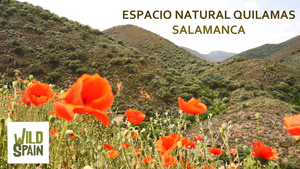 Wild Spain - Cap&iacute;tulo 216 - Espacio Natural Quilamas, Salamanca.