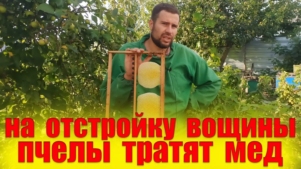 Если не ставить вощину пчелам что будет? Сколько пчелы тратят меда для выделения 1 кг воска