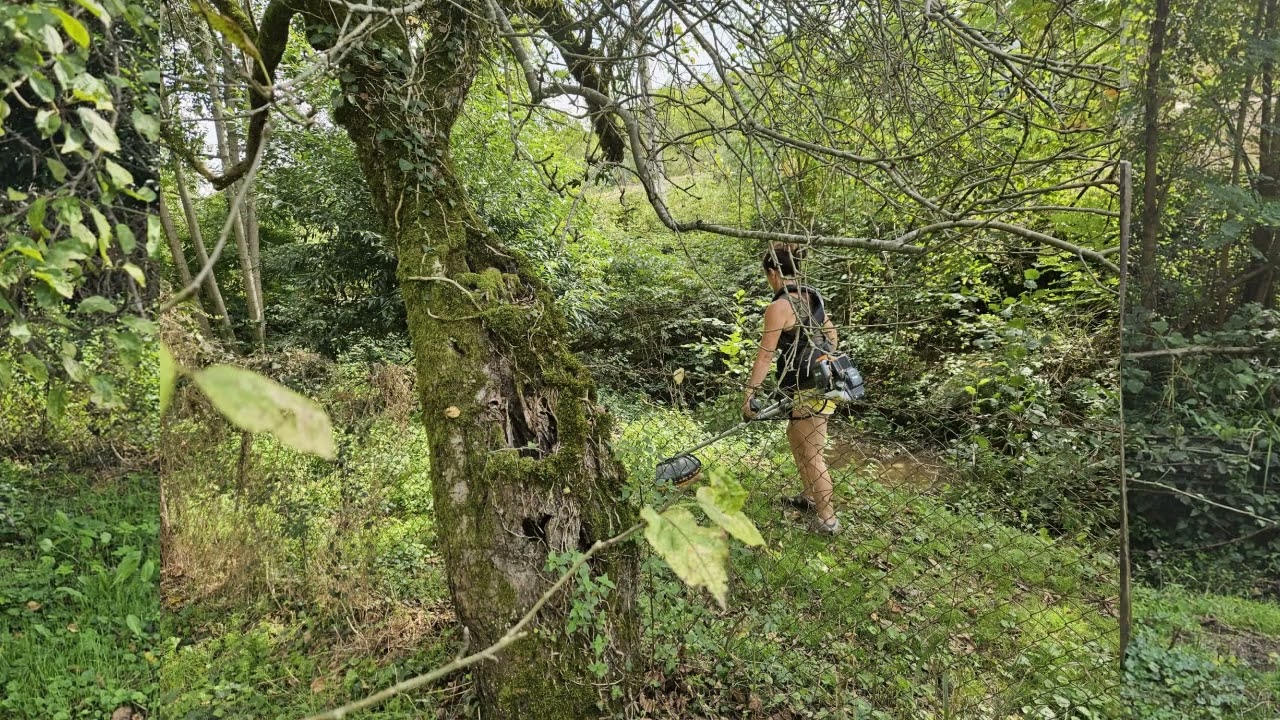 Primele îngrijiri pentru casa din pădure