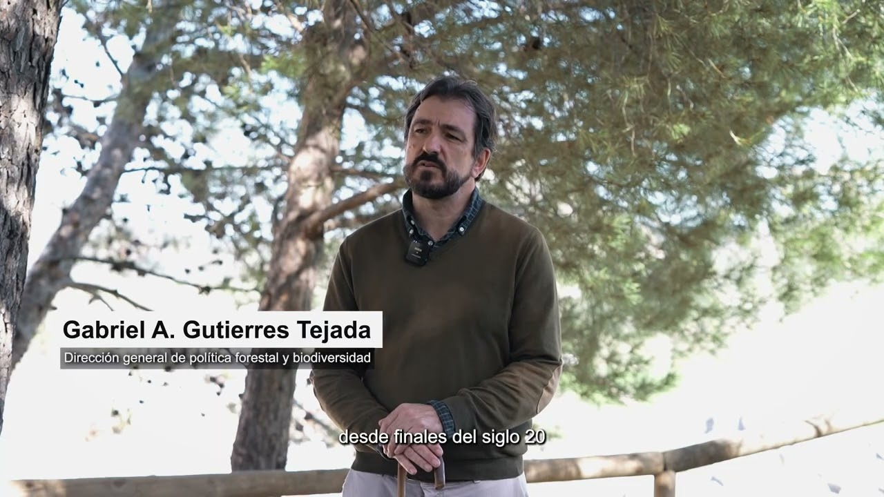 Plantación de pinsapos gracias al compromiso medioambiental del SAE