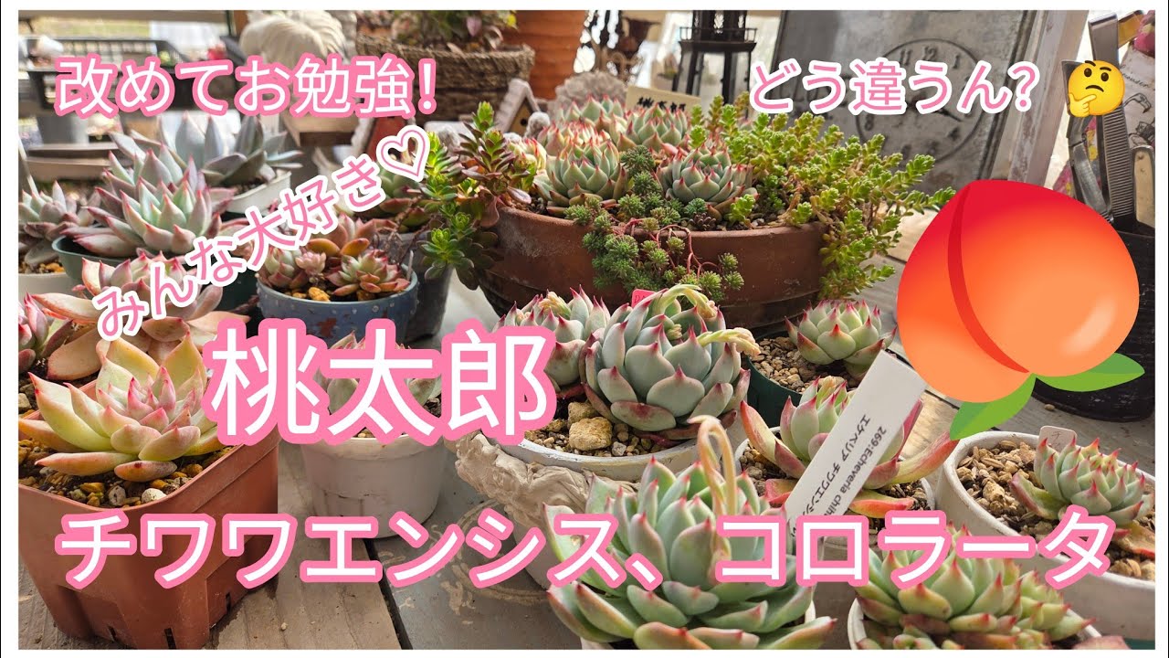 皆大好き🩷桃太郎～✨🍑そっくりなチワワエンシスやコロラータも深掘り♫