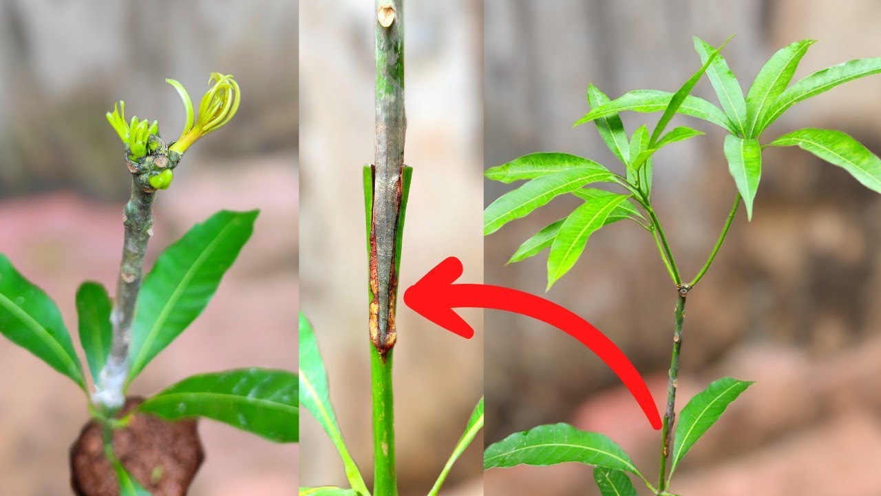 Mango softwood grafting with 41 days update Full Video