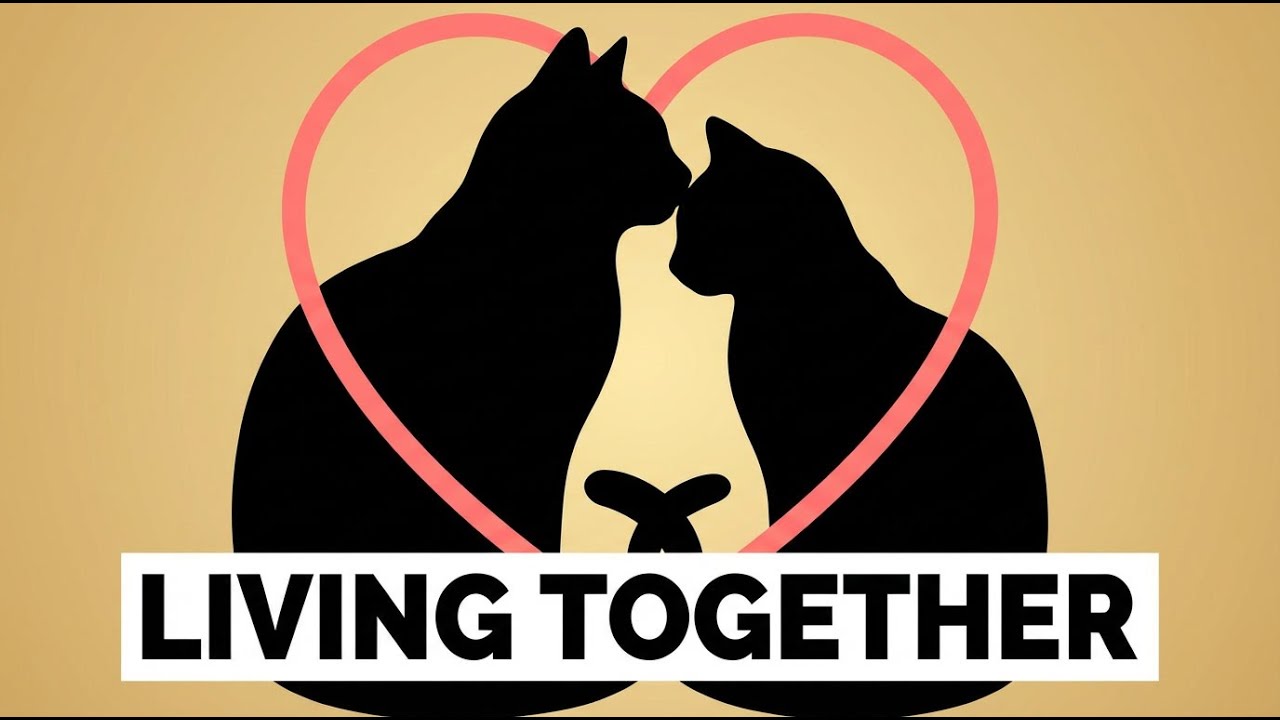 MALE vs FEMALE CATS Living Together: The Secret to Perfect Harmony!