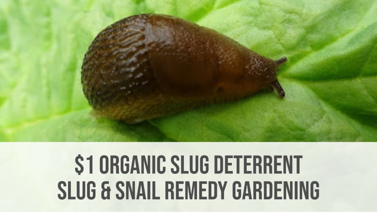 One Dollar Organic Slug Deterrent ~ Slug & Snail Remedy Gardening