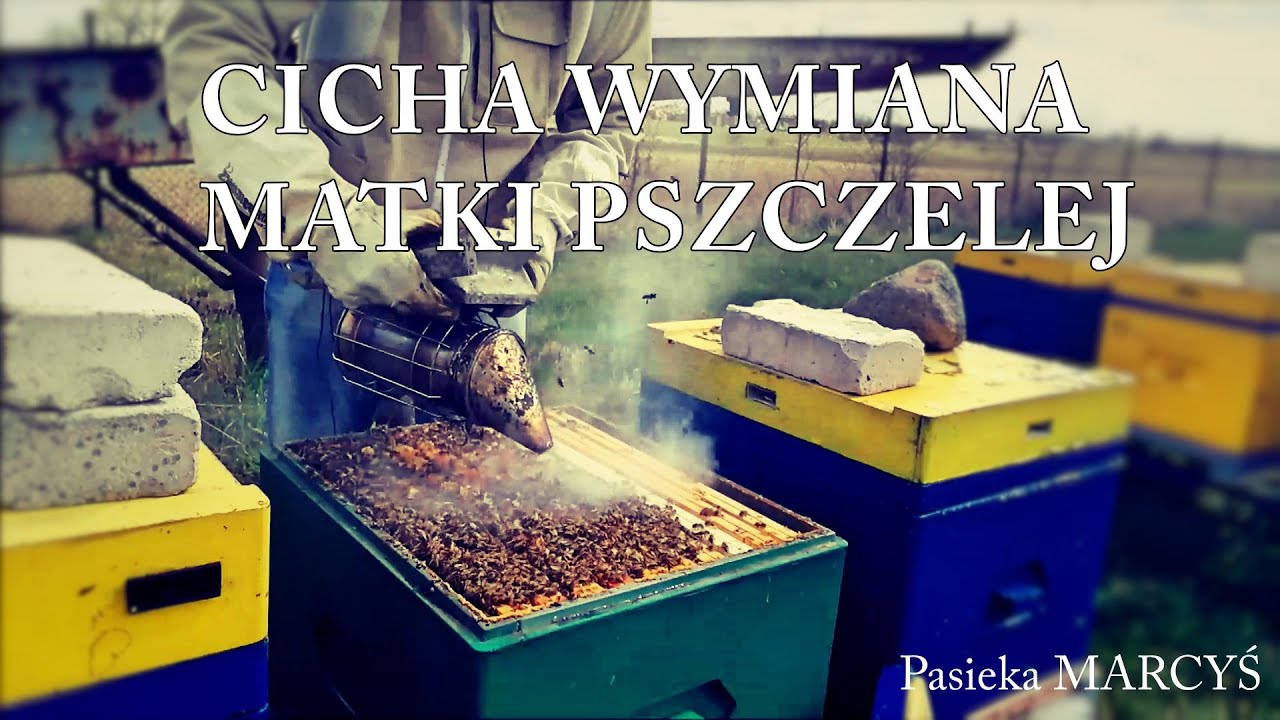 Cicha wymiana matki pszczelej w kwietniu. Pierwsze trutnie już w gotowości.