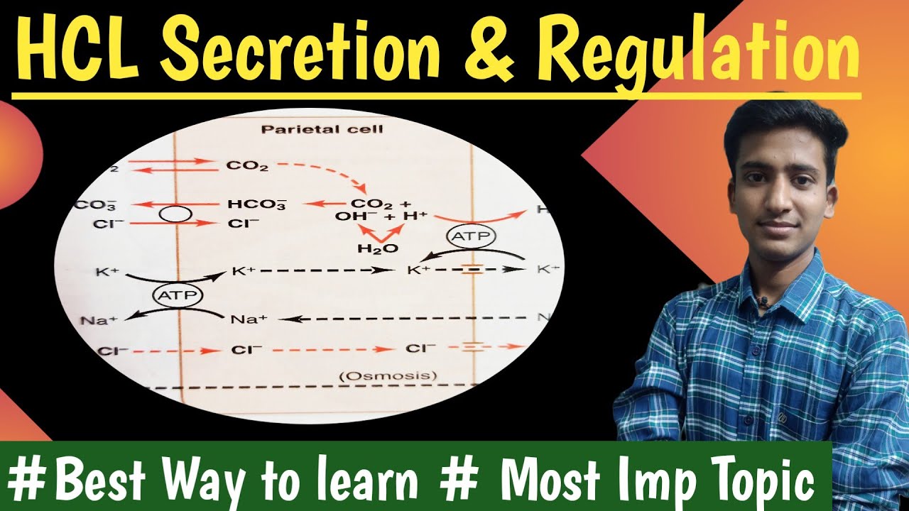 Gastric Acid Secretion|| HCL Secretion|| and its regulation ||GIT Physiology || hindi || Ashish