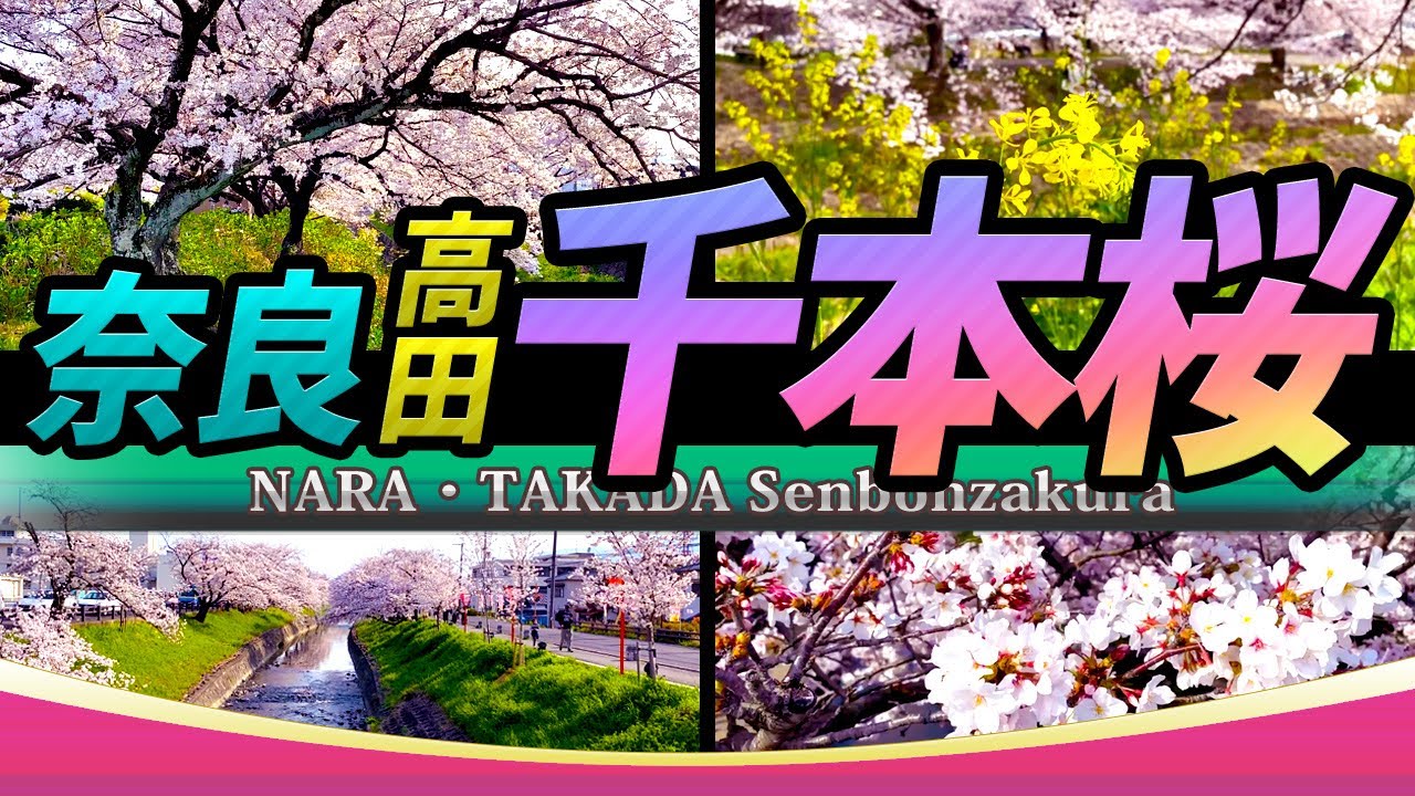 【奈良・高田千本桜】奈良を代表する桜の名所!!  川の両岸2.5kmにも及ぶ、約1200本の桜並木!!｜NARA TAKADA Senbonzakura Tourism