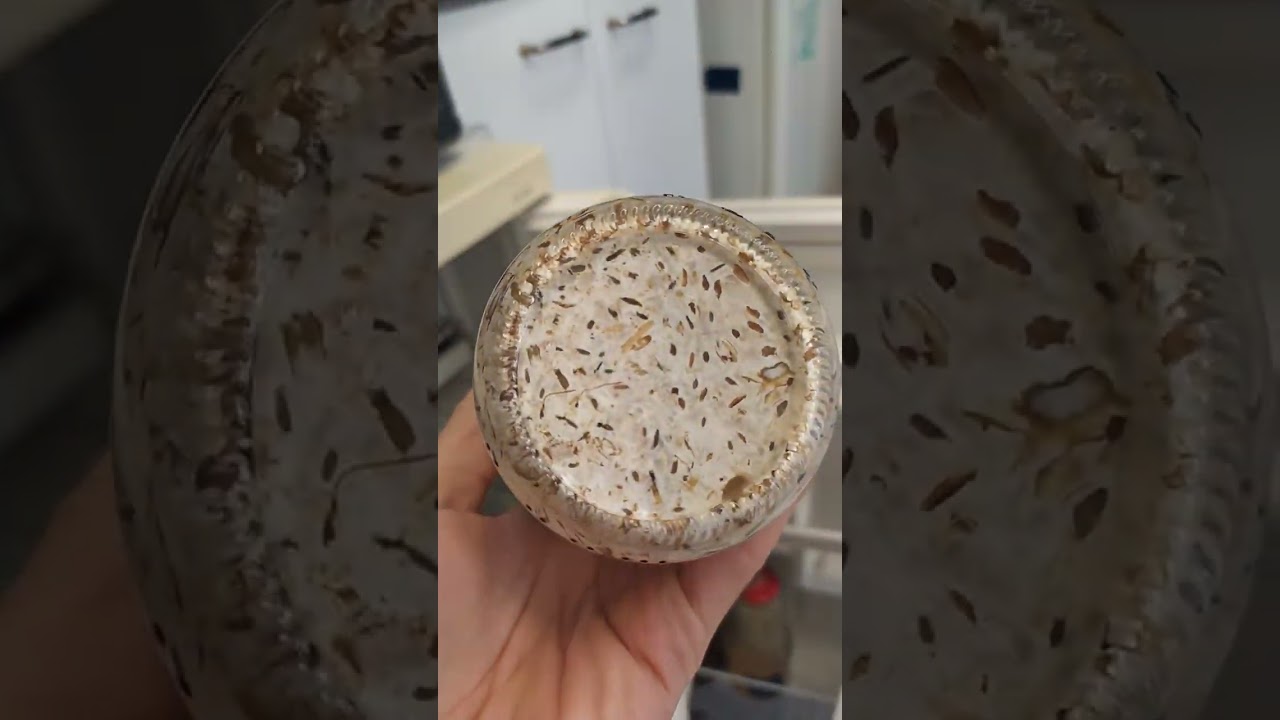 Micelio en grano - Rizomorfo