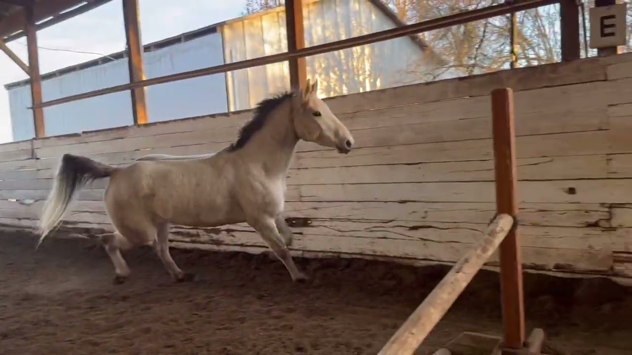 Green Bank- Coming 5 year old Warmblood Gelding - February 2026