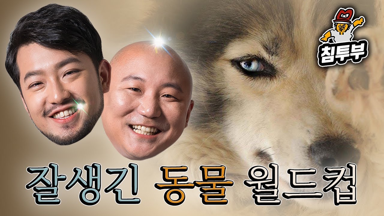 견빈부터 소간지까지! 잘생긴 동물 월드컵