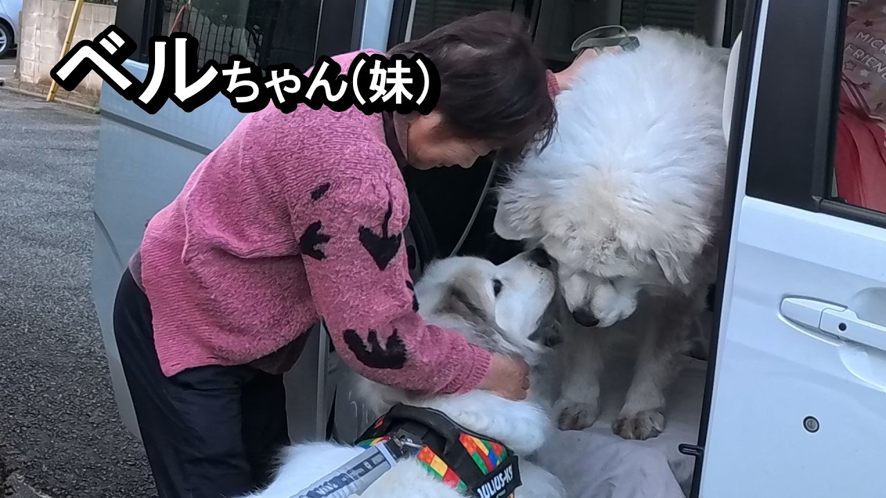【ラム＆ピコ】久しぶりにベルちゃん(妹)に会いました
