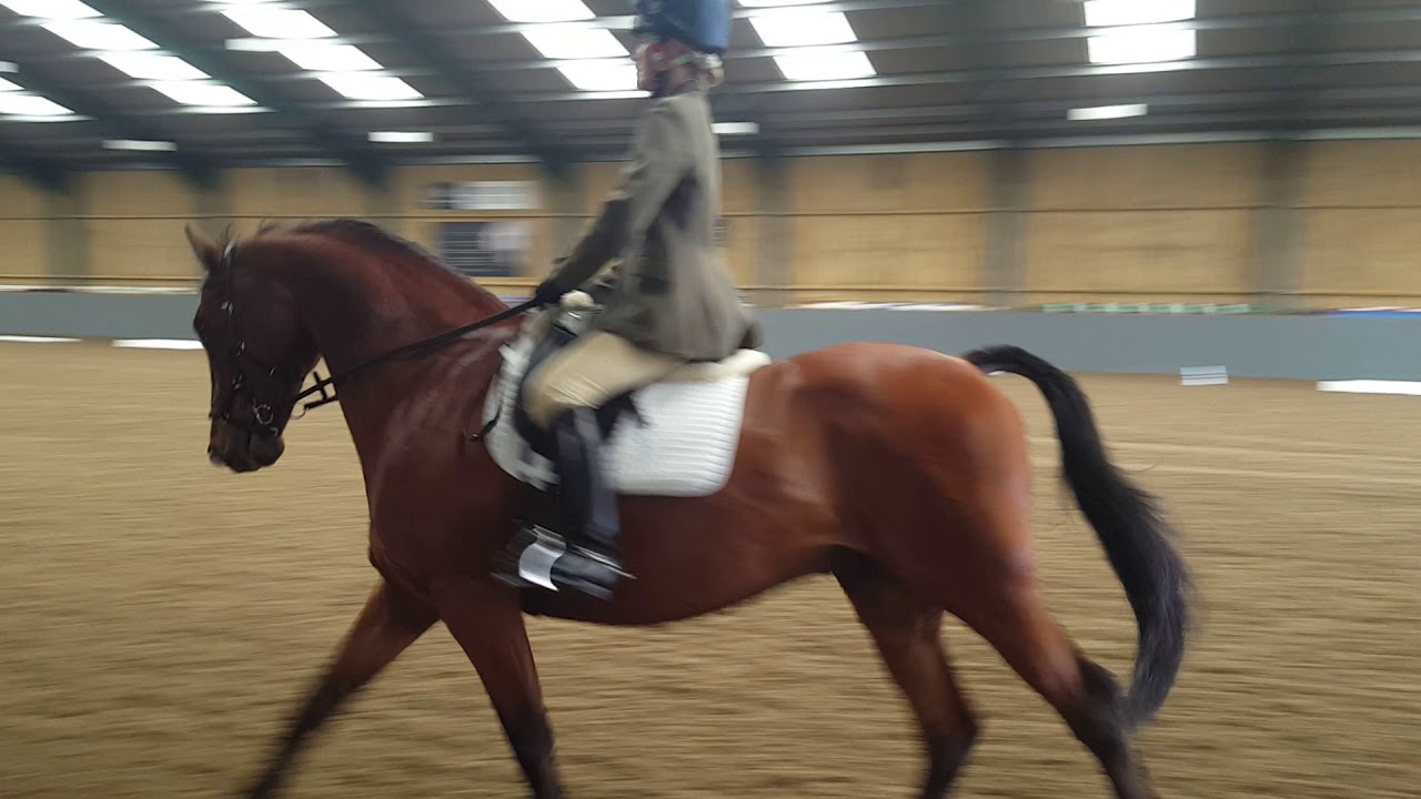 Prelim 14 dressage test 72.7%