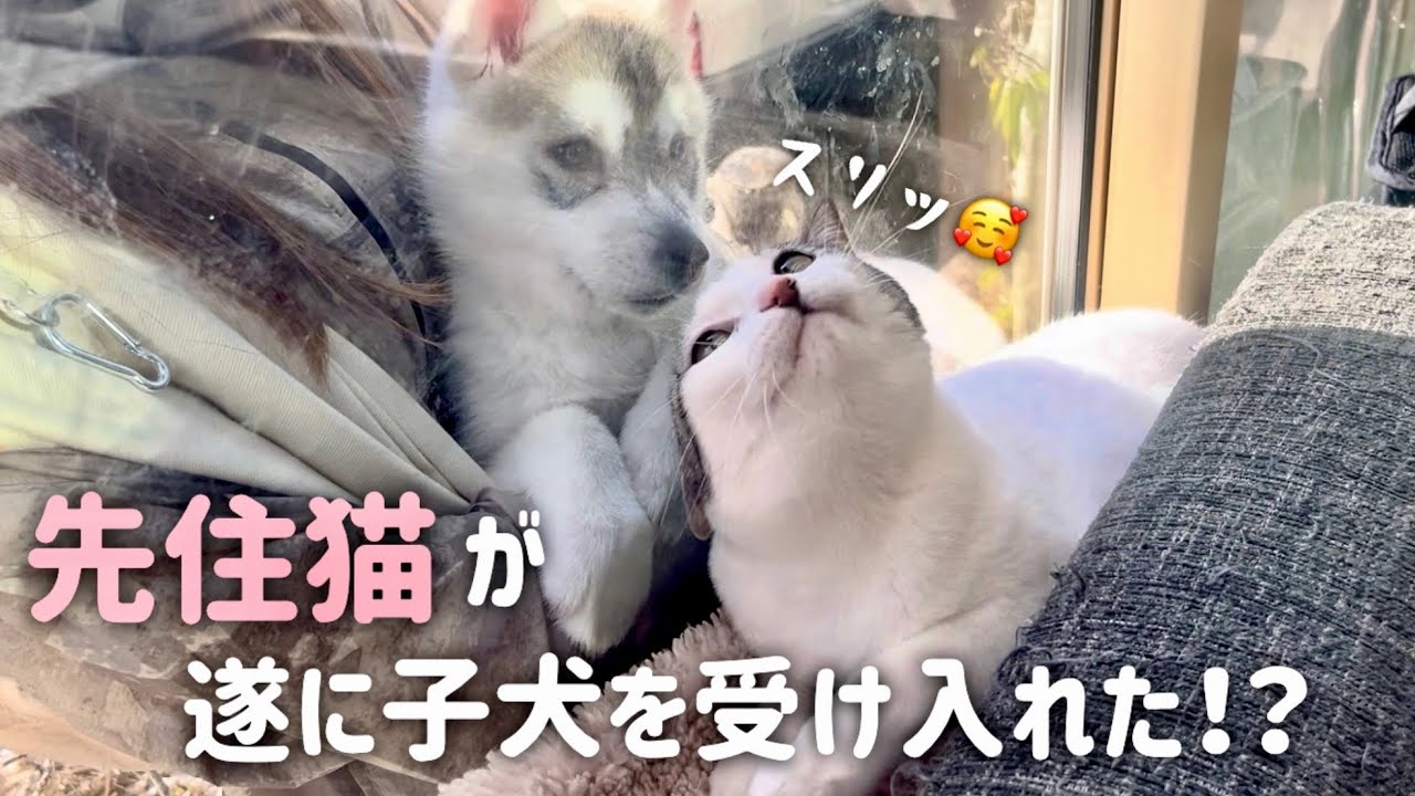 【お迎え2日目】先住猫がお迎えした子犬を気に入りすぎてまさかの反応&hellip;？！
