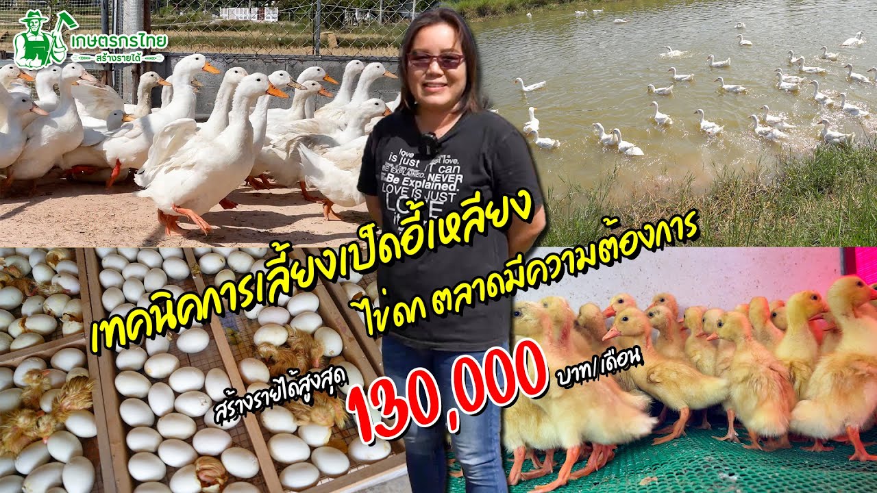 พาชมฟาร์มเป็ดอี้เหลียง รายละเอียดการเลี้ยงแบบละเอียด