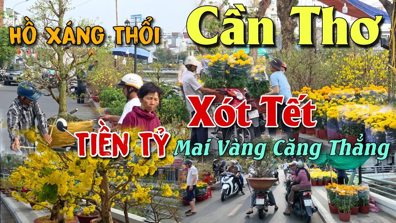CHỢ HOA XUÂN CẦN THƠ 2026 MAI VÀNG TIỀN TỈ ĐẠI HẠ GIÁ RẺ BÈO NGHÈO GIÀU TẤP NẬP MUA HOA HỒ XÁNG THỔI