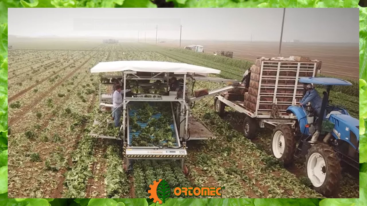 ORTOMEC 9700 Lattuga – harvester for head lettuces - drone video