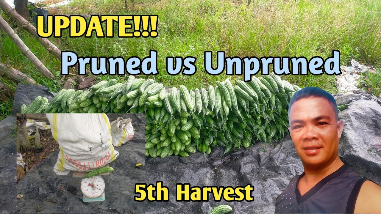 PRUNED vs UNPRUNED || Sino ang Lamang sa 5th Harvest?