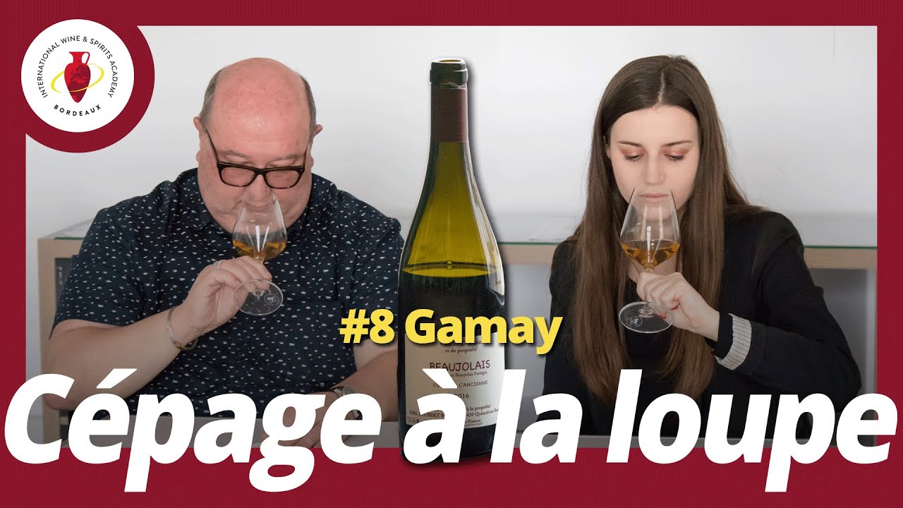 /Cépages à la loupe/ #8 Gamay
