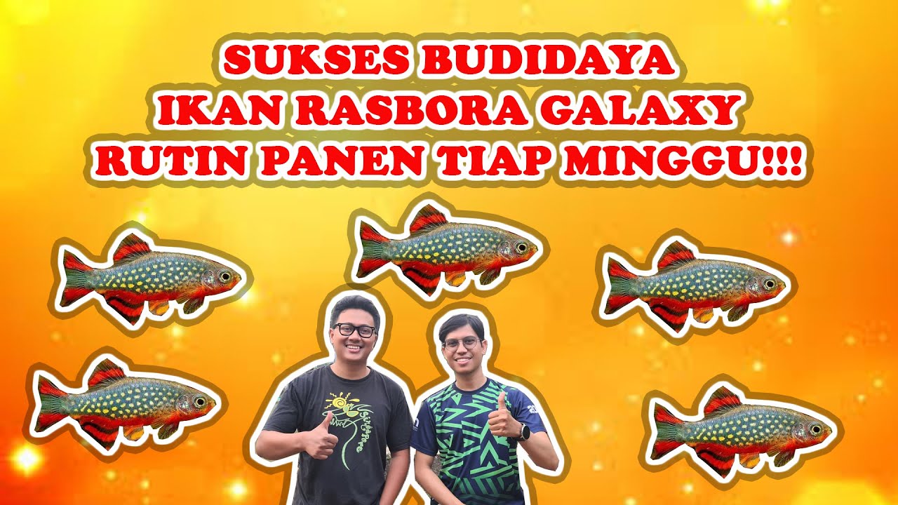 TUTORIAL SUKSES BUDIDAYA IKAN RASBORA GALAXY !!! INDUKAN SEDIKIT ANAKAN MAKSIMAL, PANEN CEPET!!!