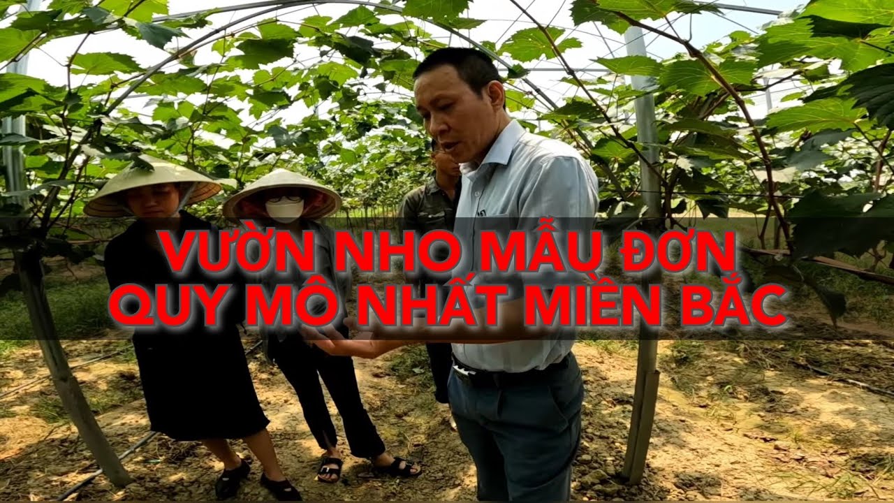 Vườn nho: