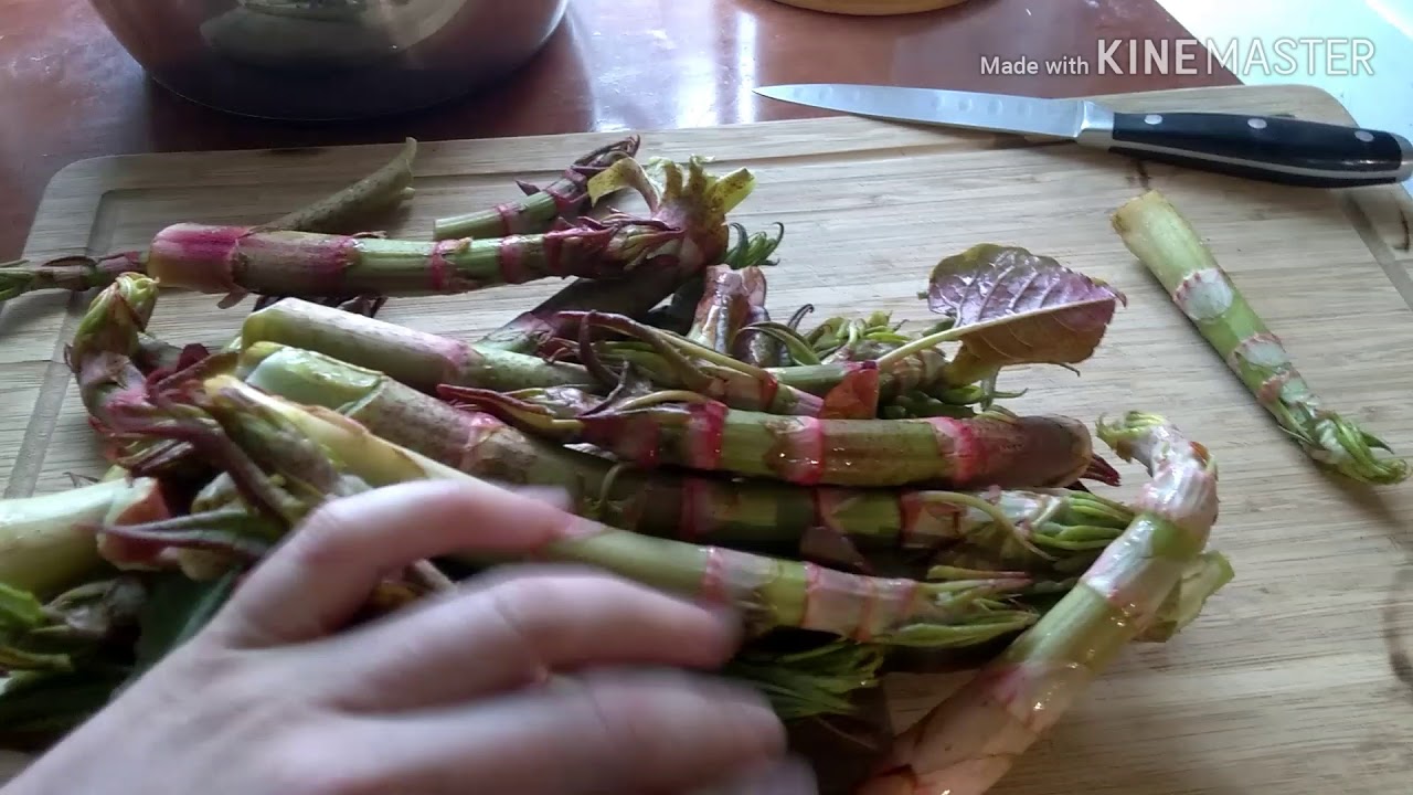 Cooking Japanese Knotweed and Forageing