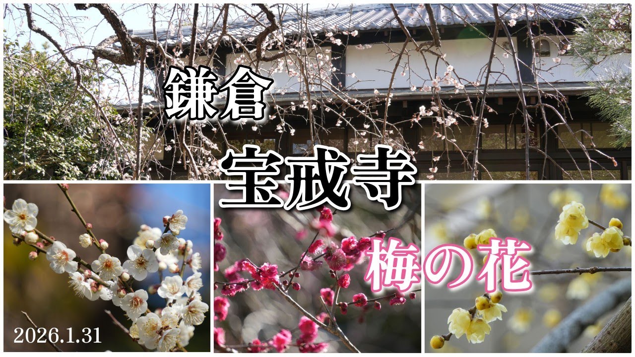 鎌倉 宝戒寺｜梅の花、咲き始めですが綺麗でした！（2026.1.31㈯）